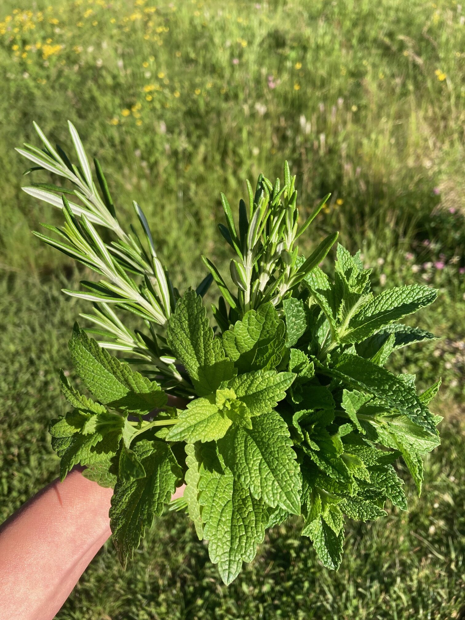 menthe romarin